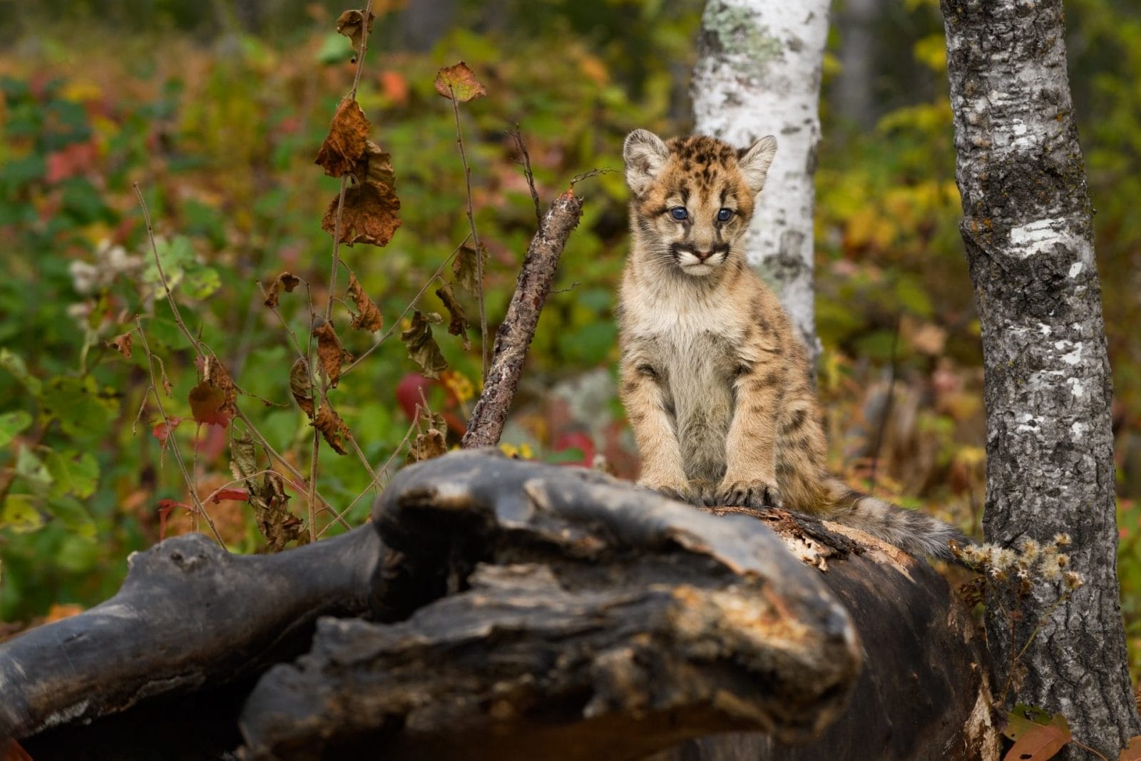 Petition: Justice for the Young Cougar Shot and Left to Die in British Columbia