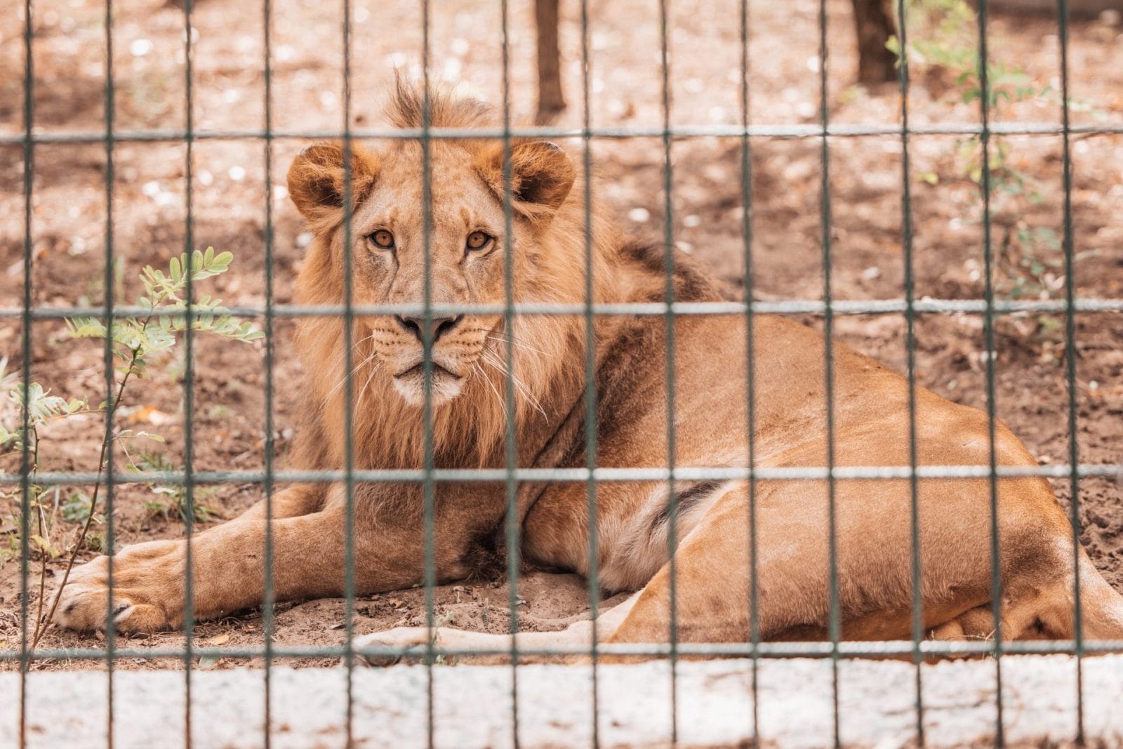 Seven Lions to Be Euthanized in New Zealand Sparks Outrage Over Captive Wildlife