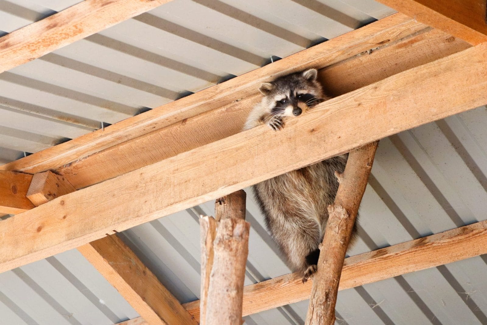 Raccoons Are Adapting to City Life, And That’s Not a Good Thing
