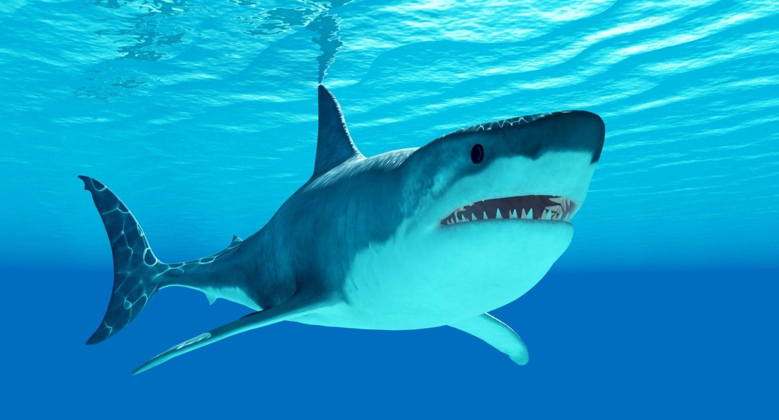 Shark Bite Survivor Says the Ocean Needs Its Predators Shark Bite Survivor Says the Ocean Needs Its Predators