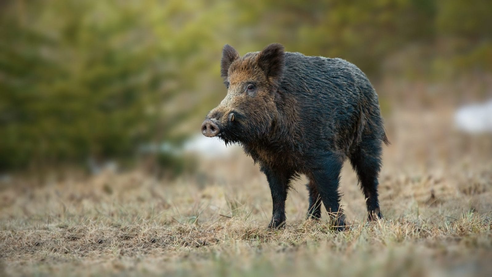 Wild Pigs Found With Stained Blue Meat From Poisoning