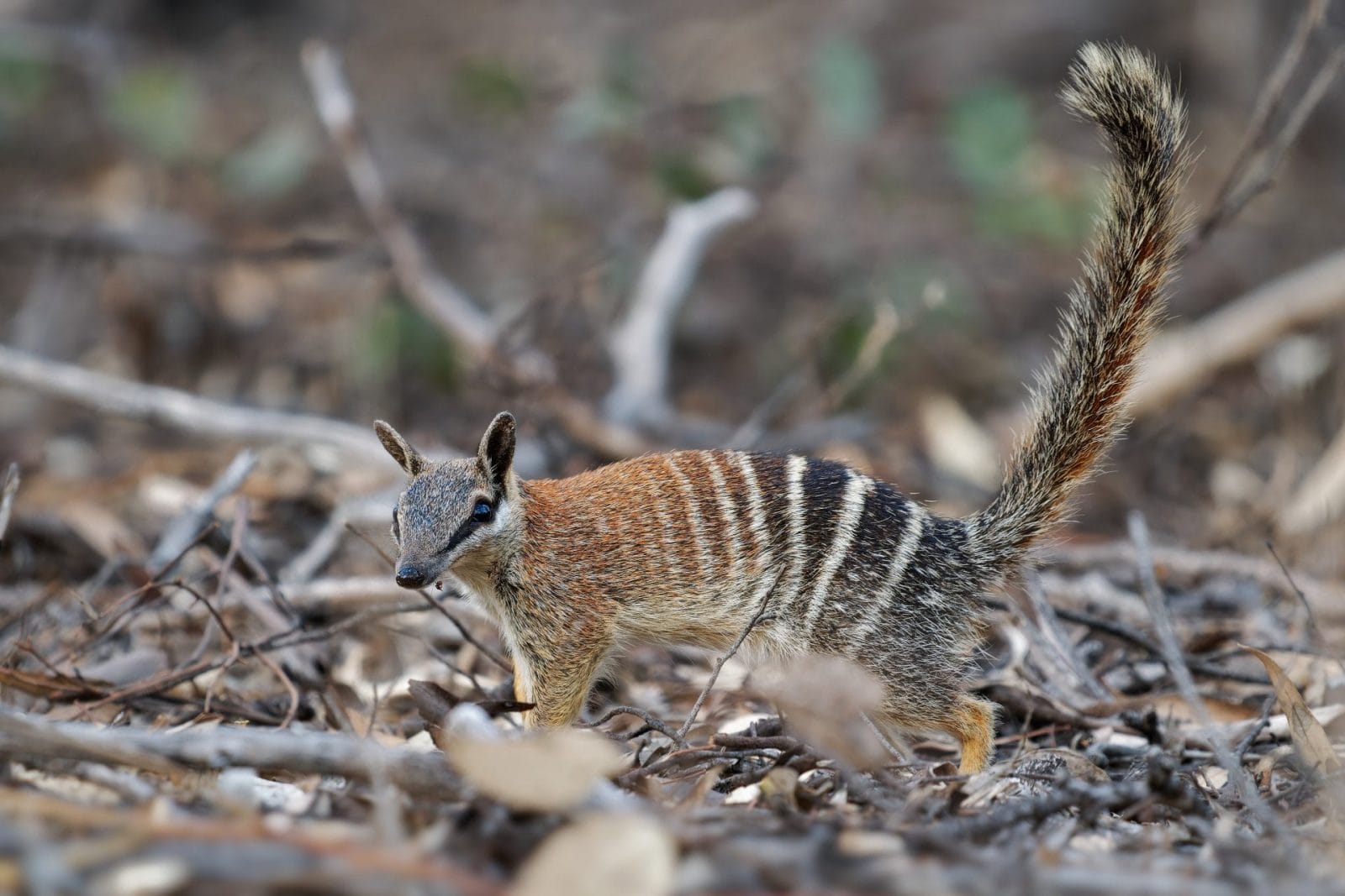 Petition: Australia Must Fully Fund Conservation to Stop Mammal Extinctions