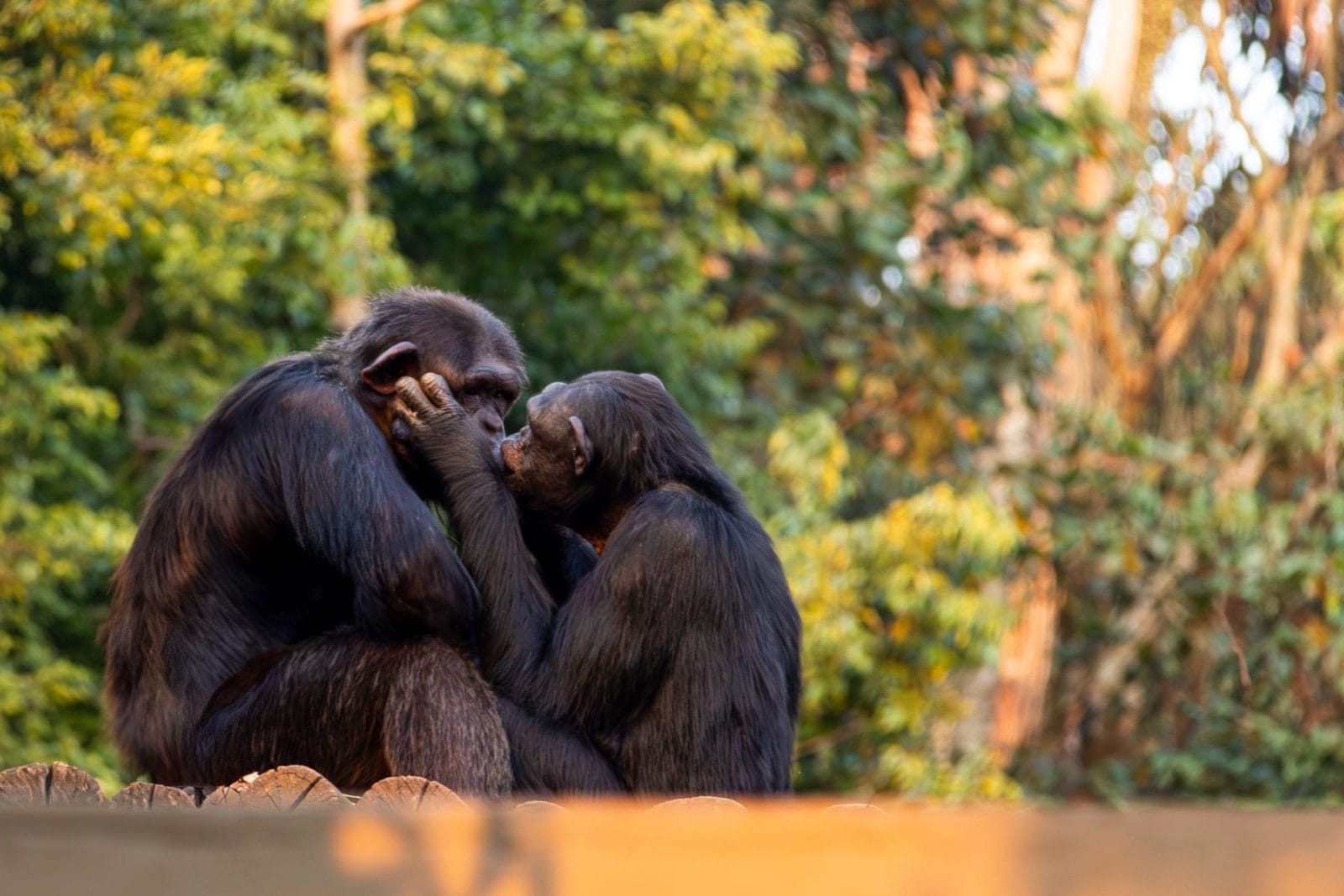 Ancient Origins Of Kissing Reveal A Surprising Connection To Nature