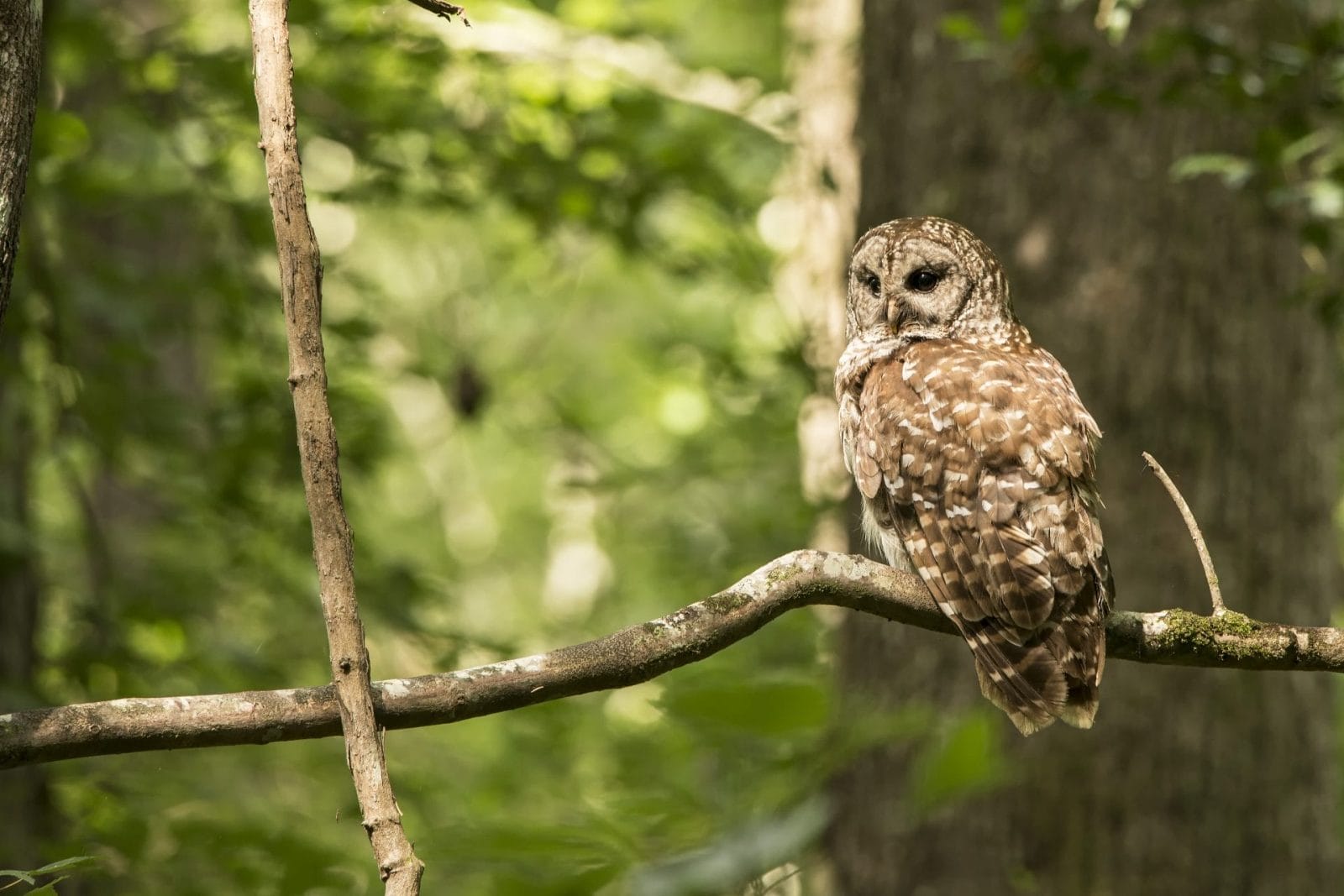 Petition: Stop the U.S. Plan to Kill Hundreds of Thousands of Owls