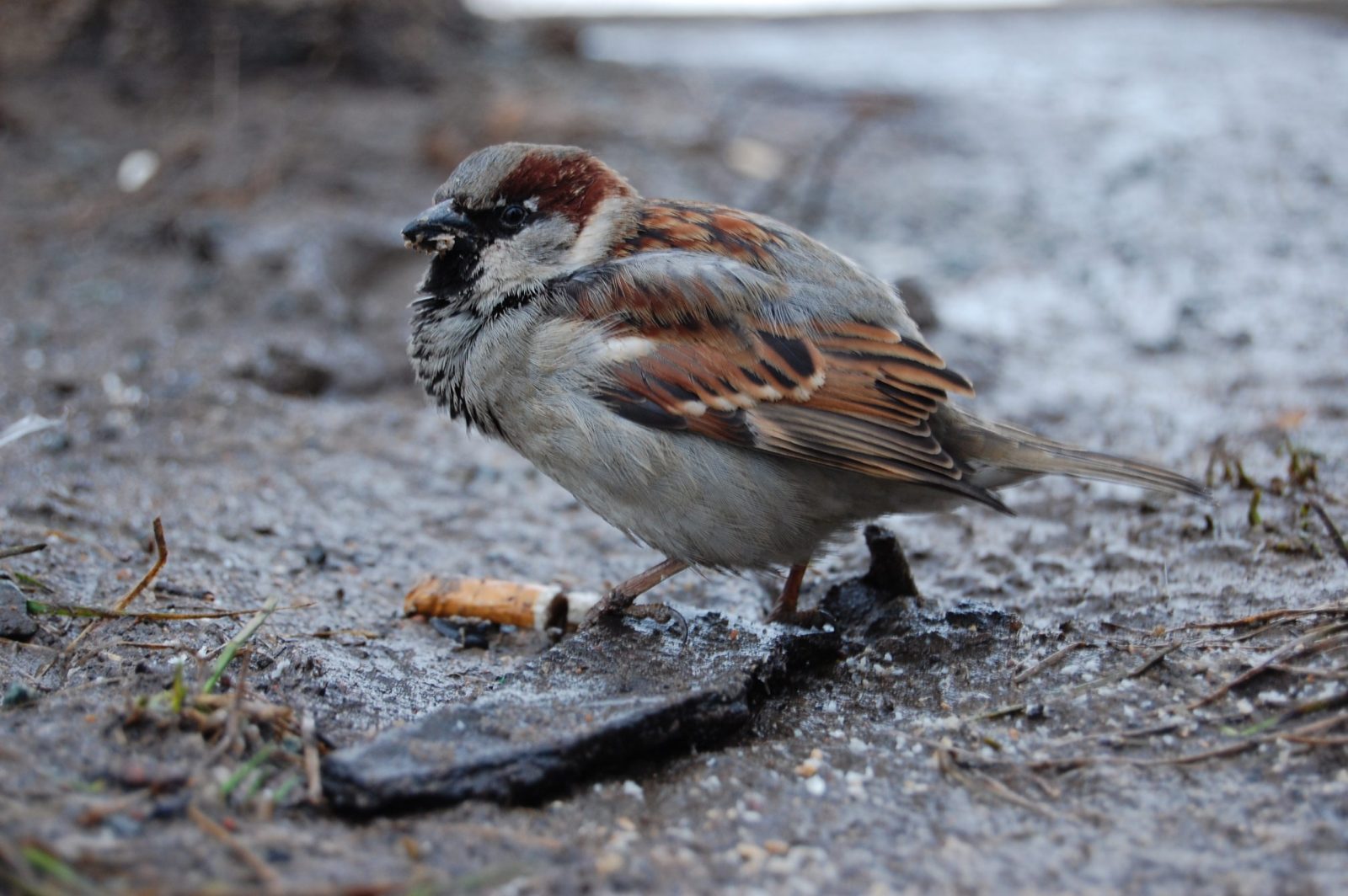 Why Urban Birds Are Adding Cigarette Butts to Their Nests – One Green Planet