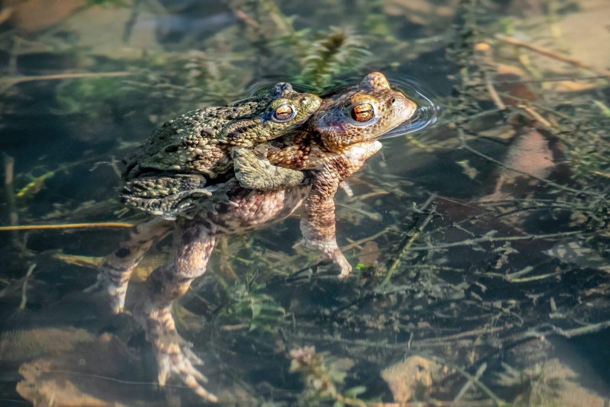 Petition: Over 1,000 Toads Were Killed After This Water Company Drained Their Breeding Habitat Petition: Over 1,000 Toads Were Killed After This Water Company Drained Their Breeding Habitat